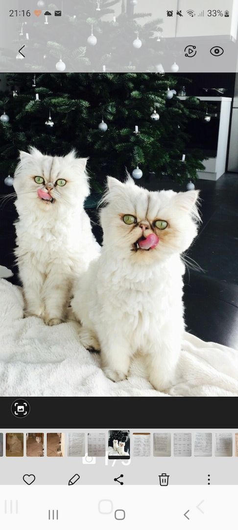 2 Perserkatzen in liebevolle Hände abzugeben