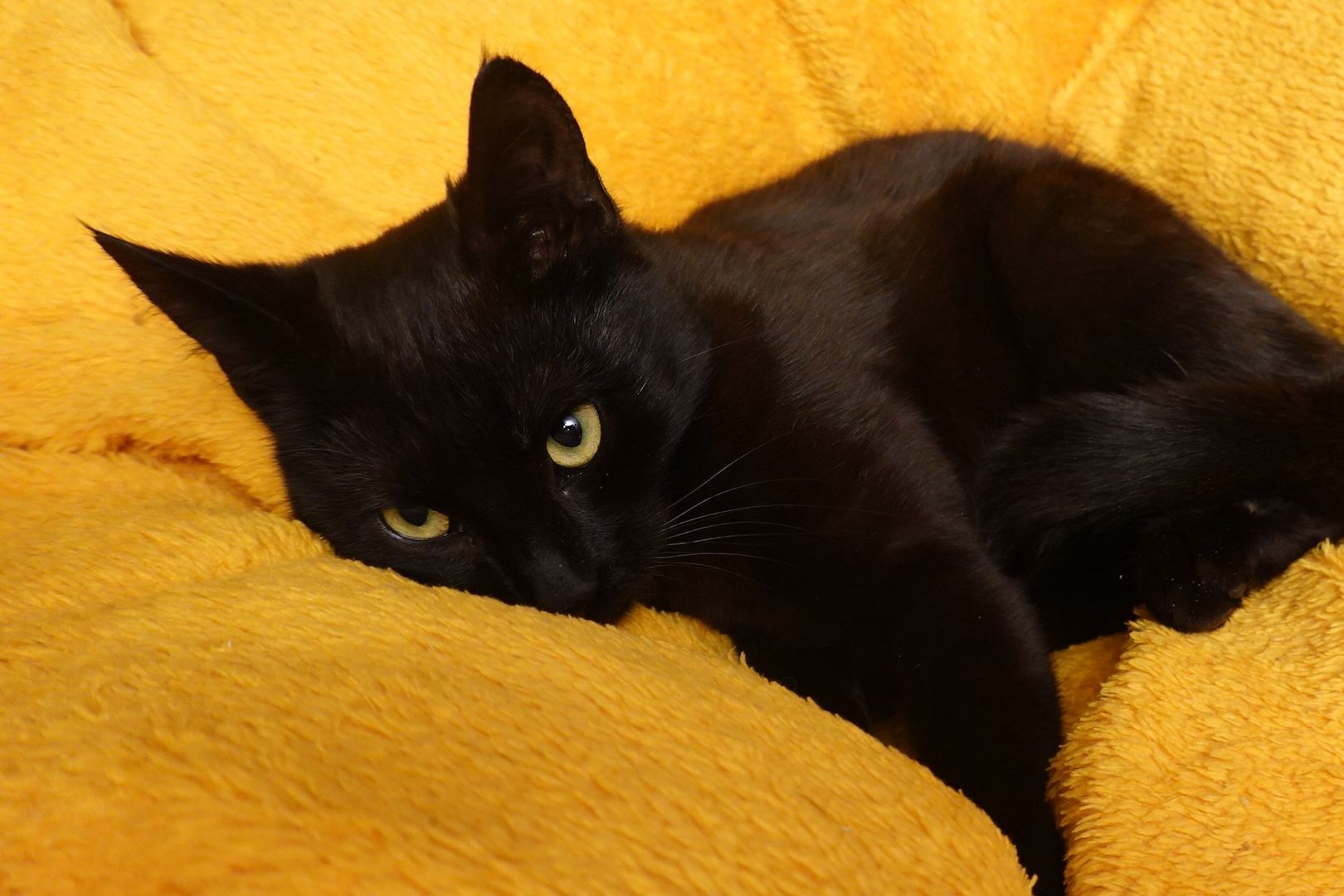 Sehr liebe kleine Kätzchen , Kitten , BKH chocolate tiger