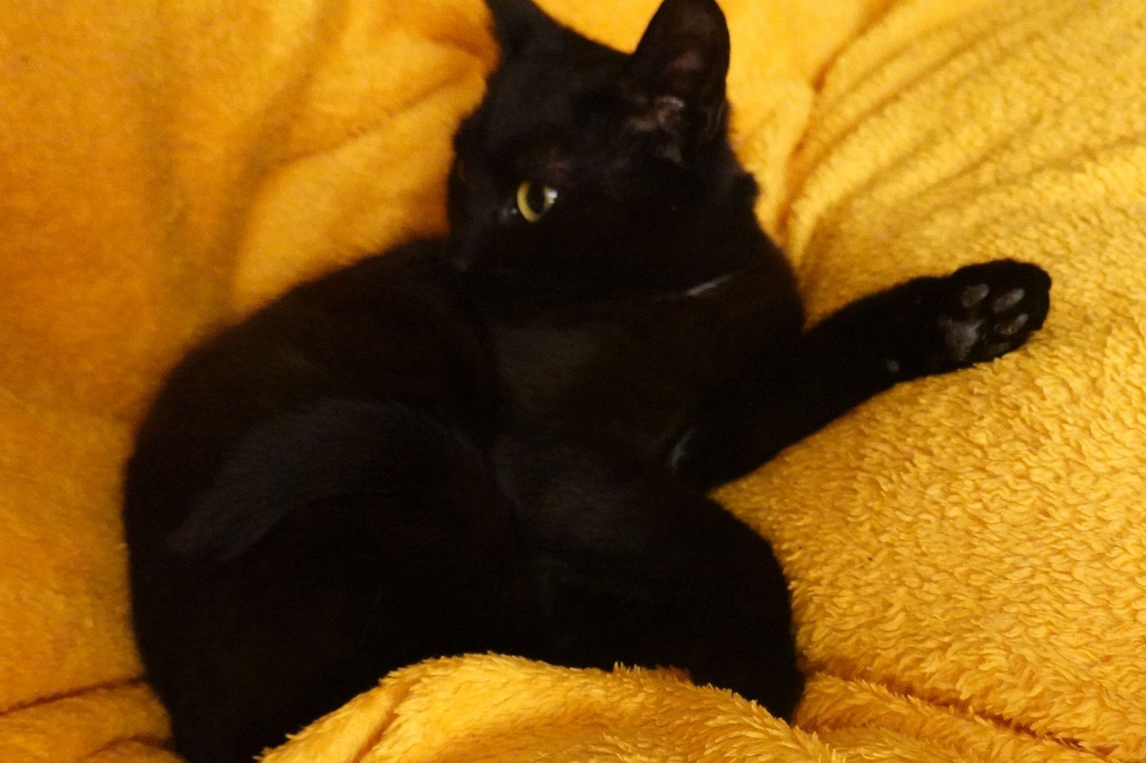 Sehr liebe kleine Kätzchen , Kitten , BKH chocolate tiger