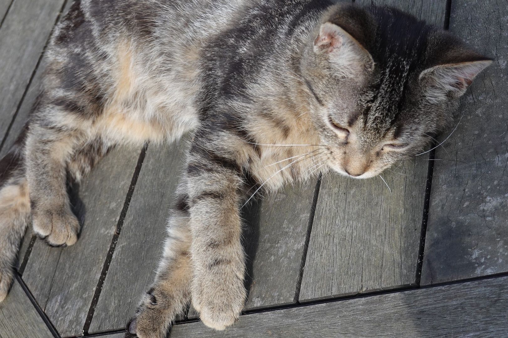 Sehr liebe kleine Kätzchen , Kitten , BKH chocolate tiger