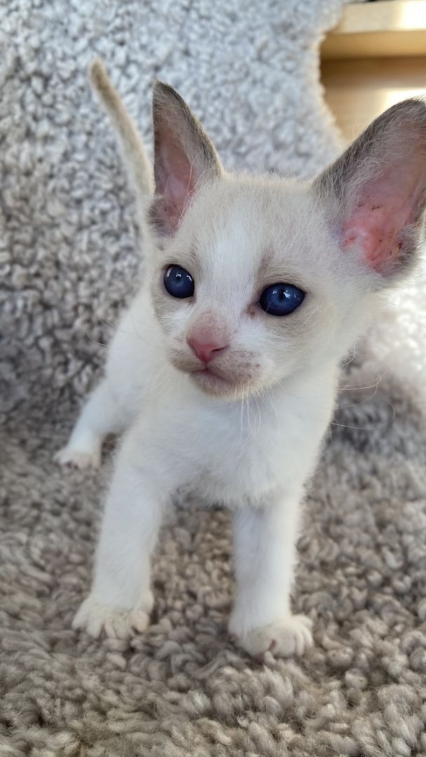 Devon Rex Kitten Katzenbabys aus Berlin