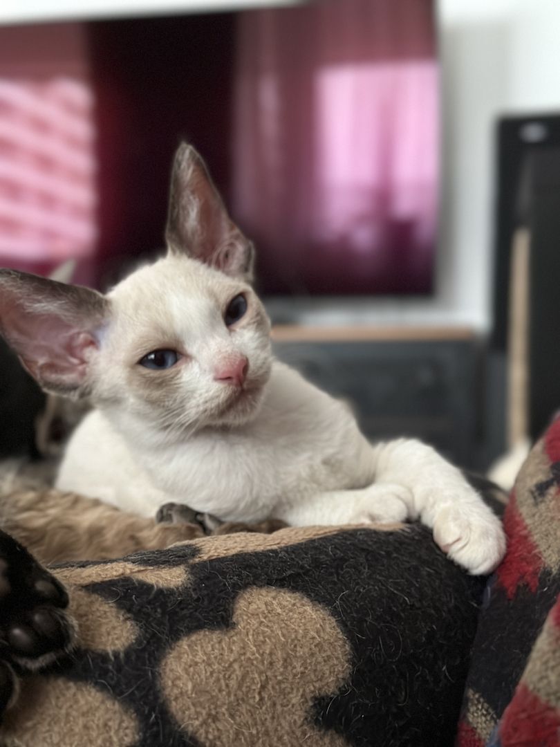 Devon Rex Kitten Katzenbabys aus Berlin