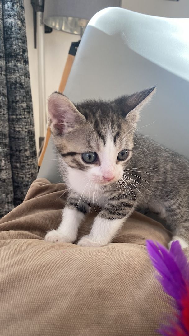 Devon Rex Kitten Katzenbabys aus Berlin