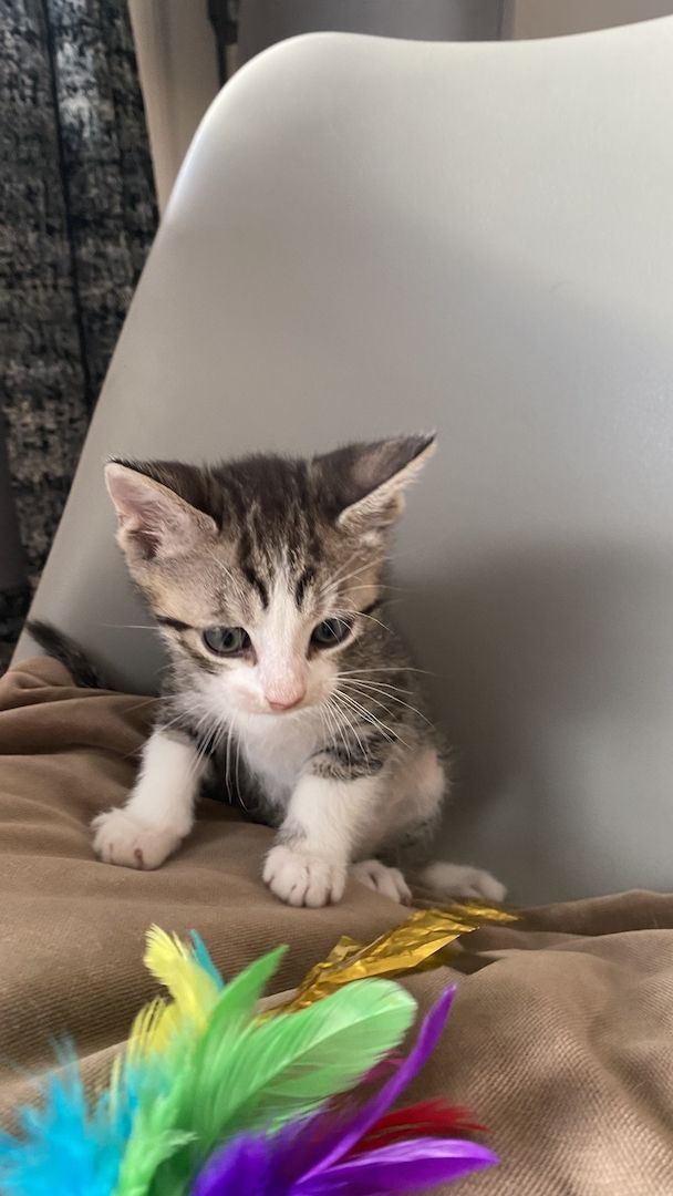 Devon Rex Kitten Katzenbabys aus Berlin