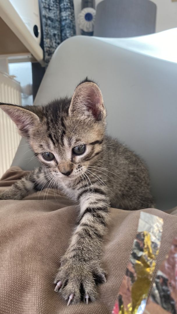 Devon Rex Kitten Katzenbabys aus Berlin