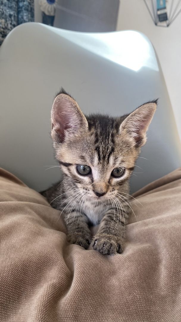 Devon Rex Kitten Katzenbabys aus Berlin