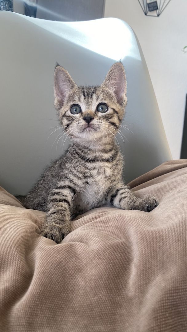 Devon Rex Kitten Katzenbabys aus Berlin