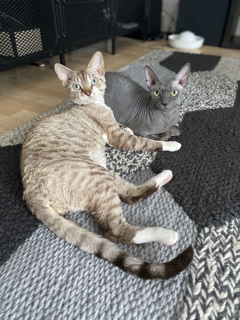 Devon Rex Kitten Katzenbabys aus Berlin