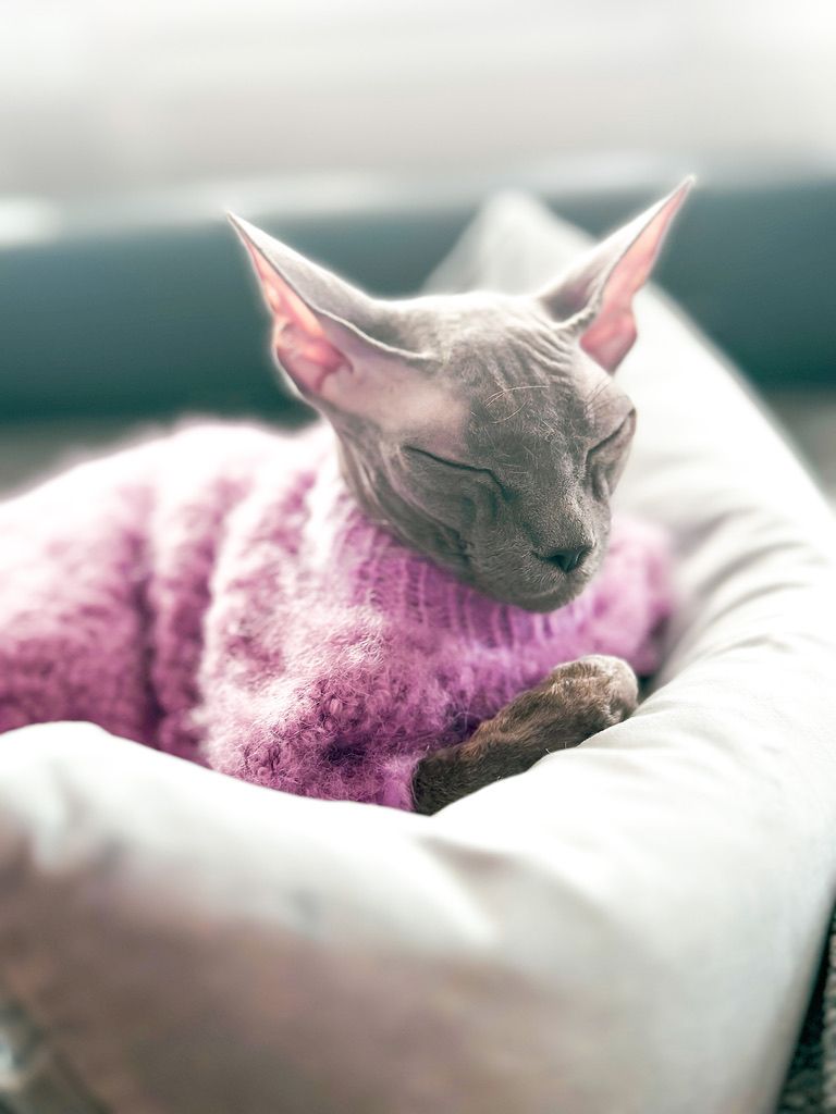 Devon Rex Kitten Katzenbabys aus Berlin