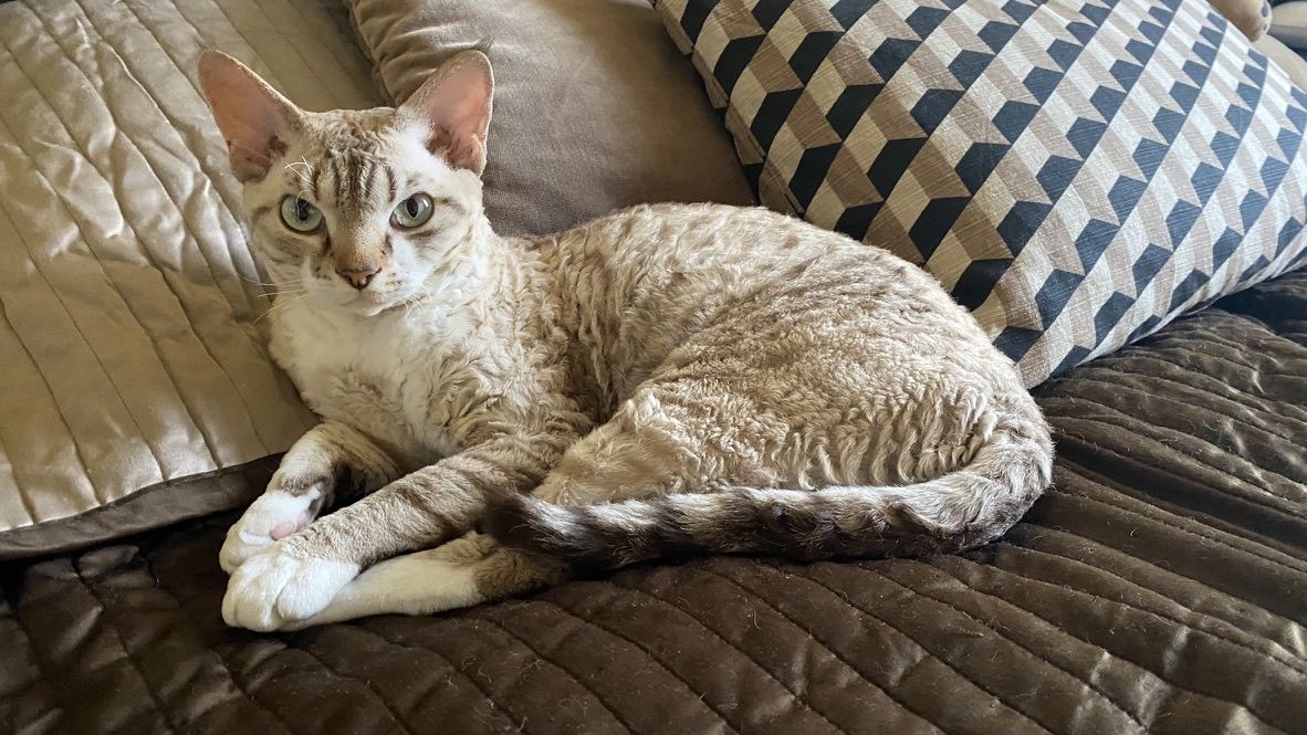 Devon Rex Kitten Katzenbabys aus Berlin