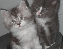 Maine Coon Kitten