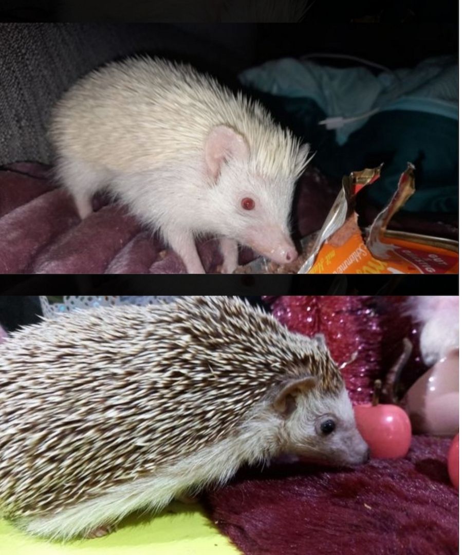 Verkaufe zwei Afrikanische Weißbauchigel