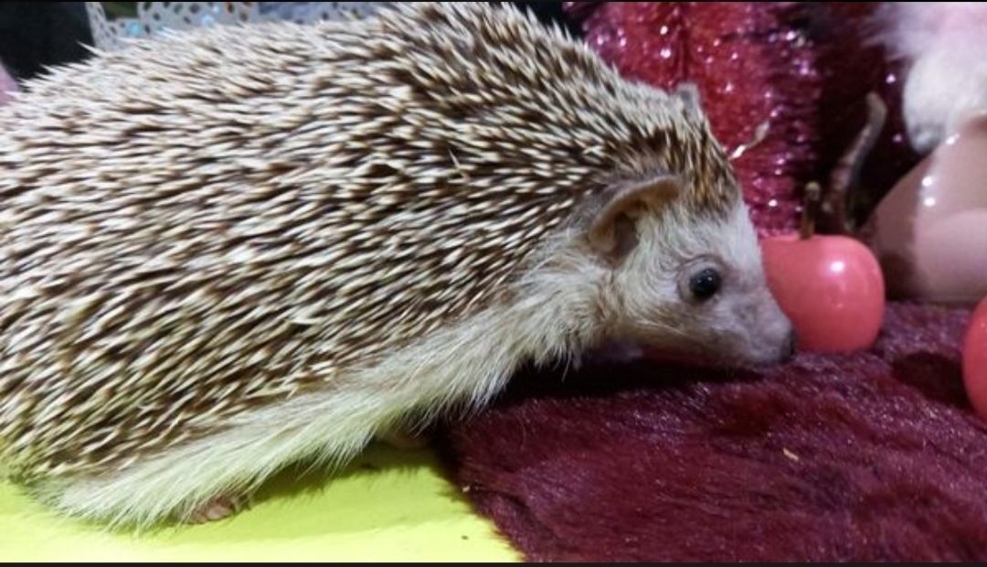 Verkaufe zwei Afrikanische Weißbauchigel