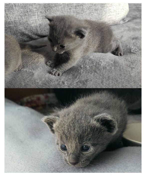 reinrassige Russisch Blau Kitten