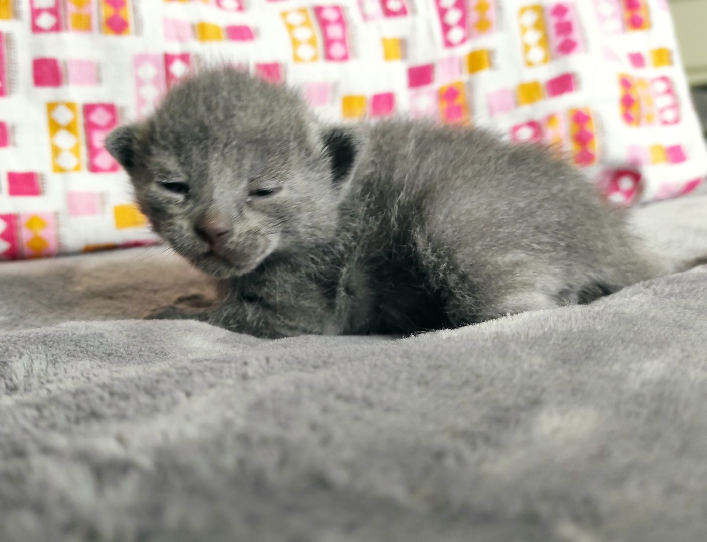 reinrassige Russisch Blau Kitten