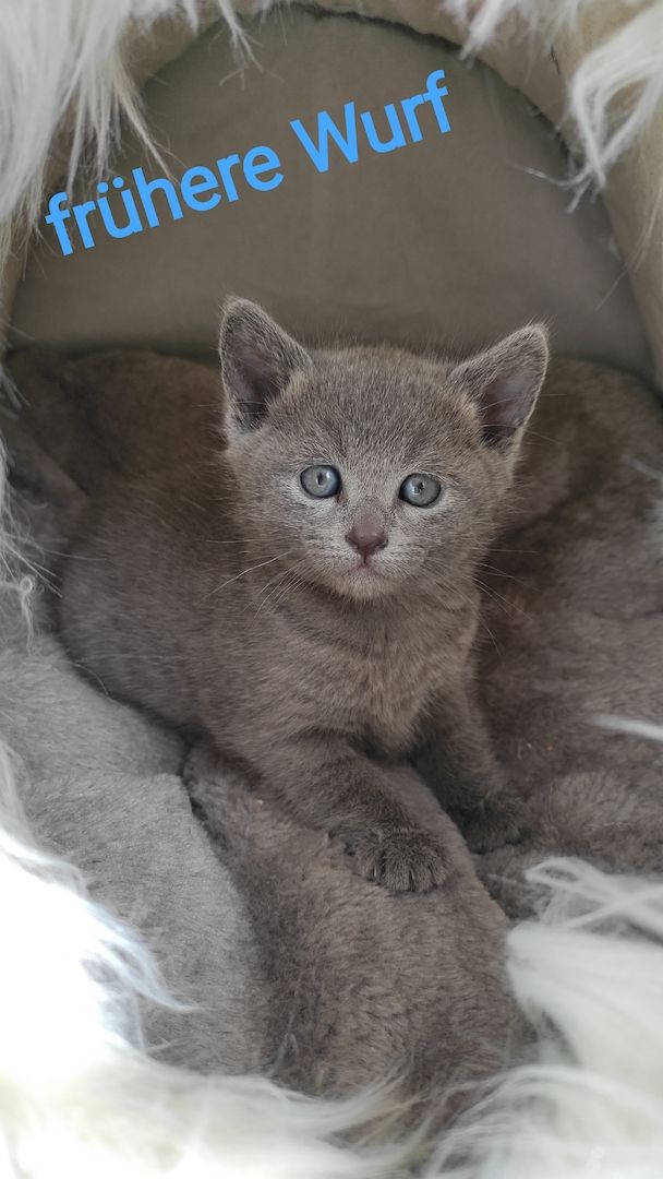 reinrassige Russisch Blau Kitten