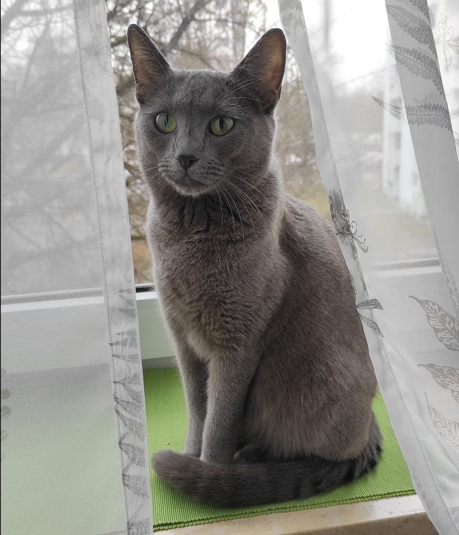 reinrassige Russisch Blau Kitten