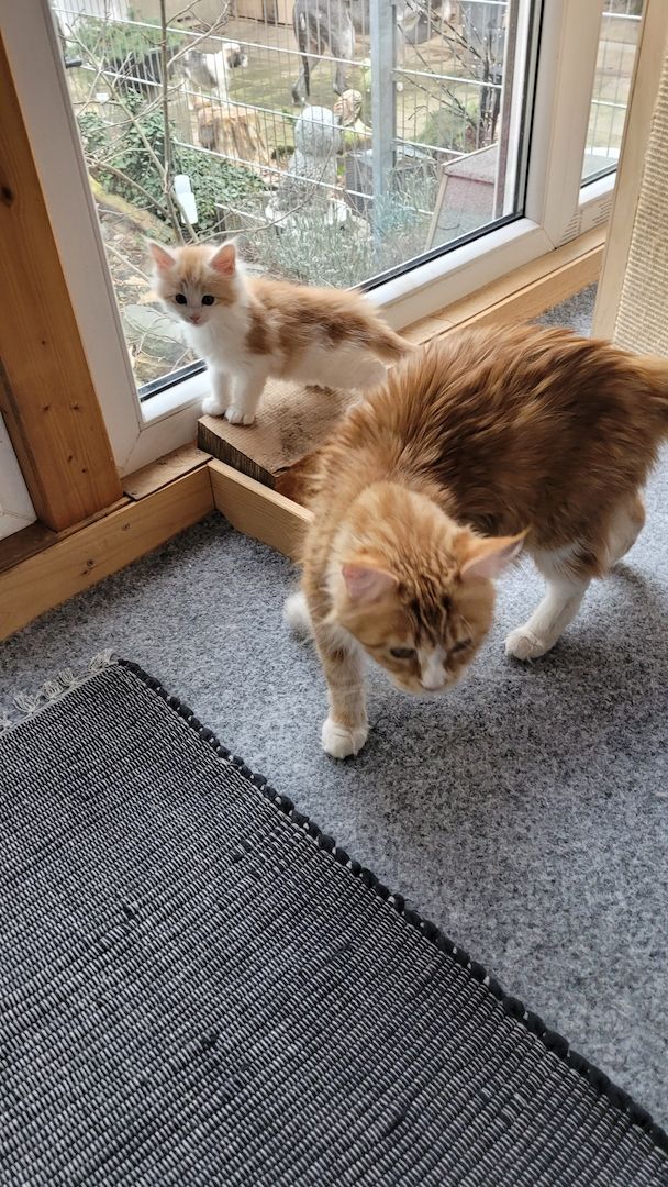 3 süße Main-Coon  Buben