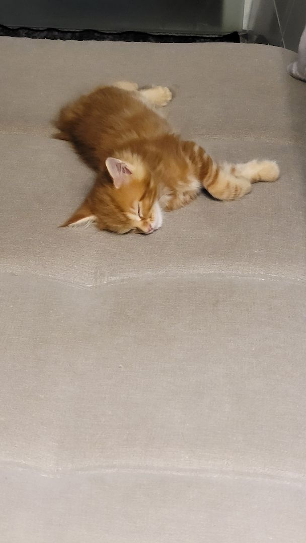 3 süße Main-Coon  Buben