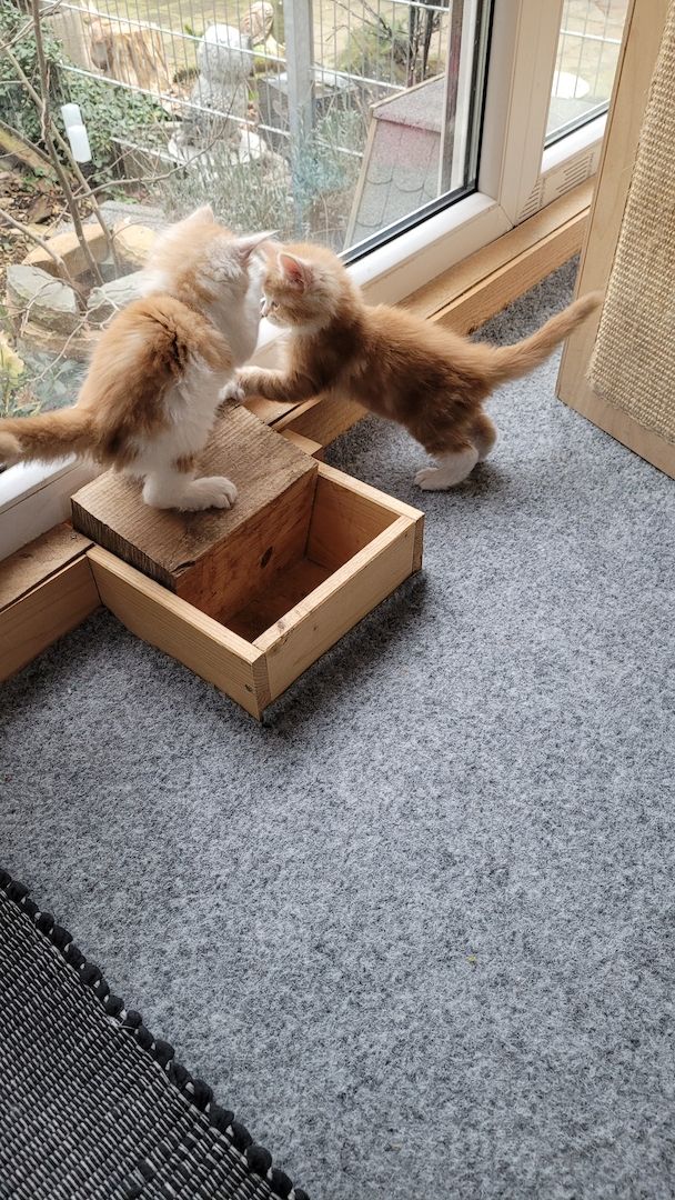 3 süße Main-Coon  Buben