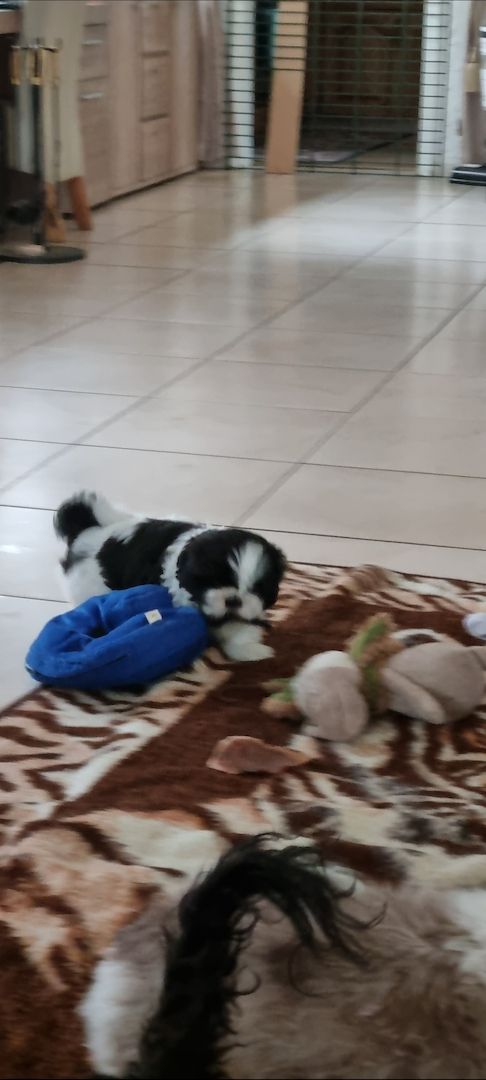 Zuckersüsse Shitzu Welpen