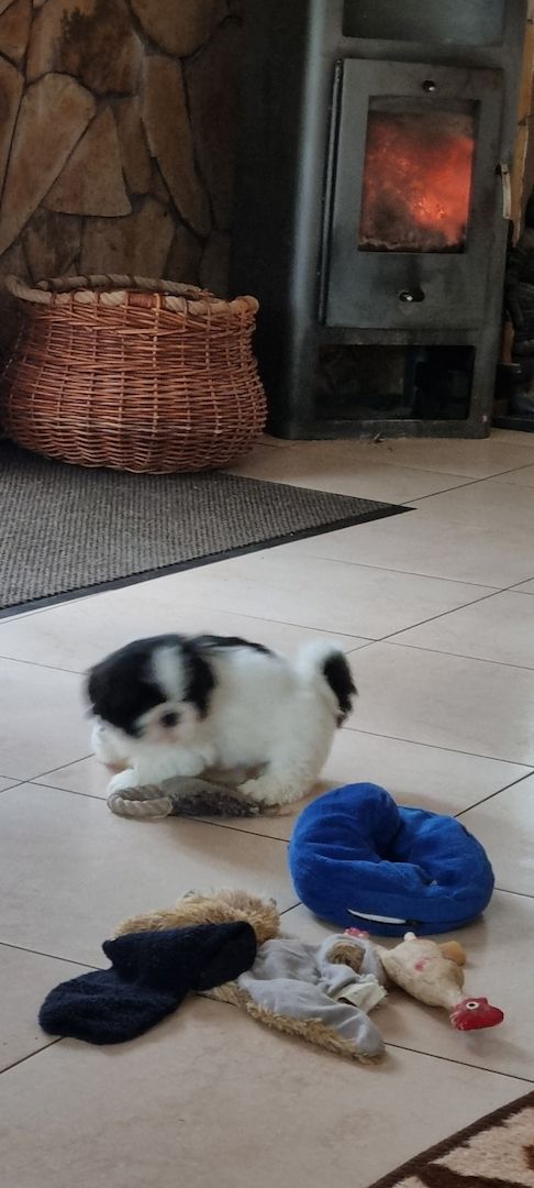 Zuckersüsse Shitzu Welpen