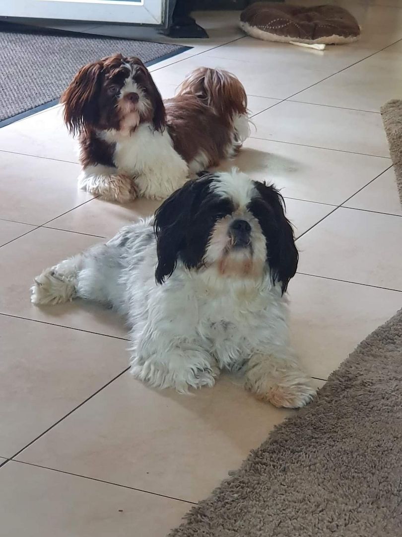 Zuckersüsse Shitzu Welpen