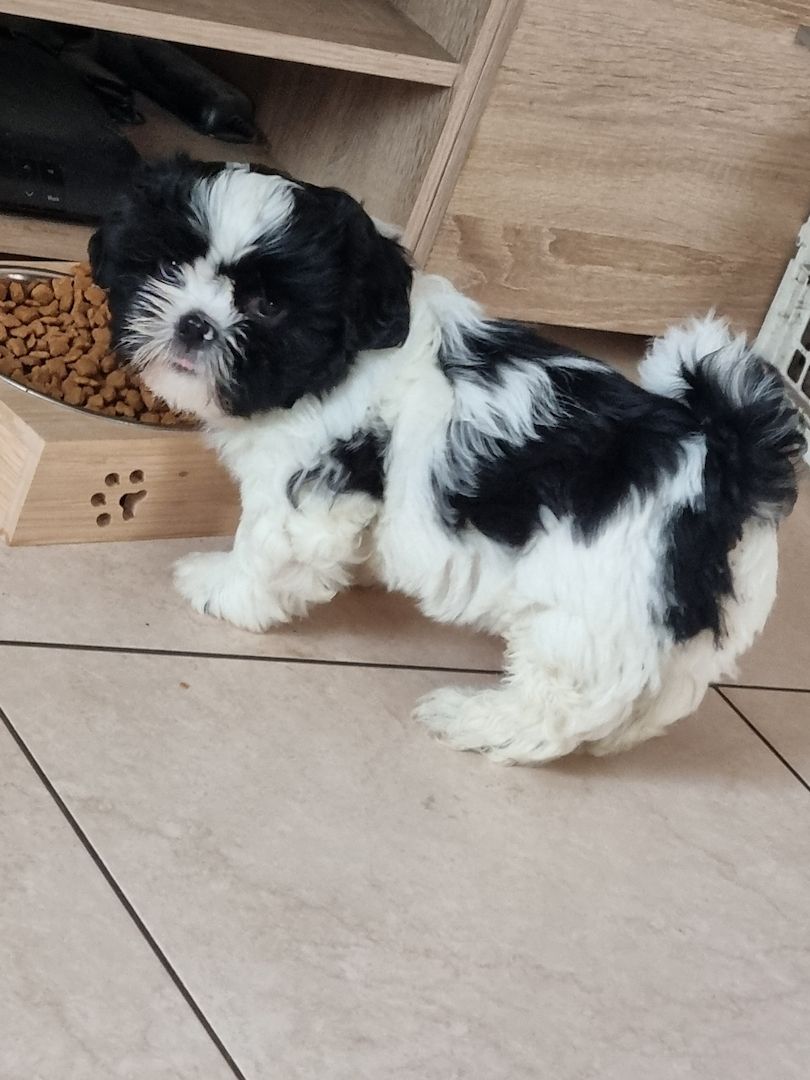 Zuckersüsse Shitzu Welpen