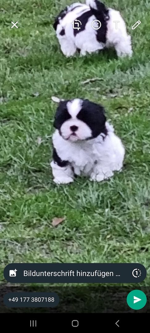 Zuckersüsse Shitzu Welpen