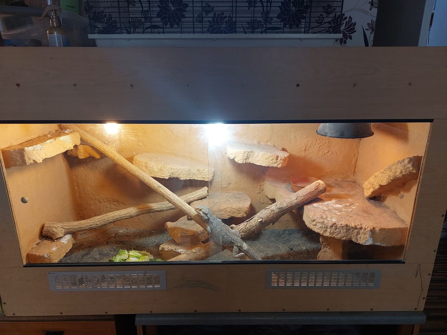 Bartagame Mit Terrarium