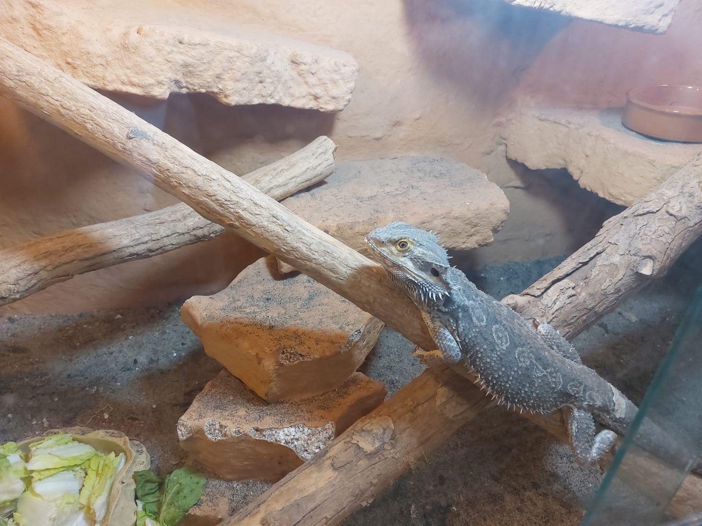 Bartagame Mit Terrarium