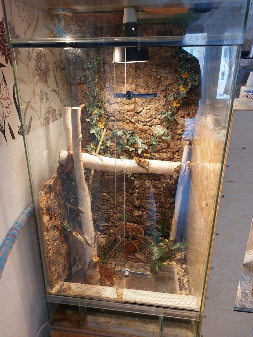 2 Kornnattern mit Terrarium