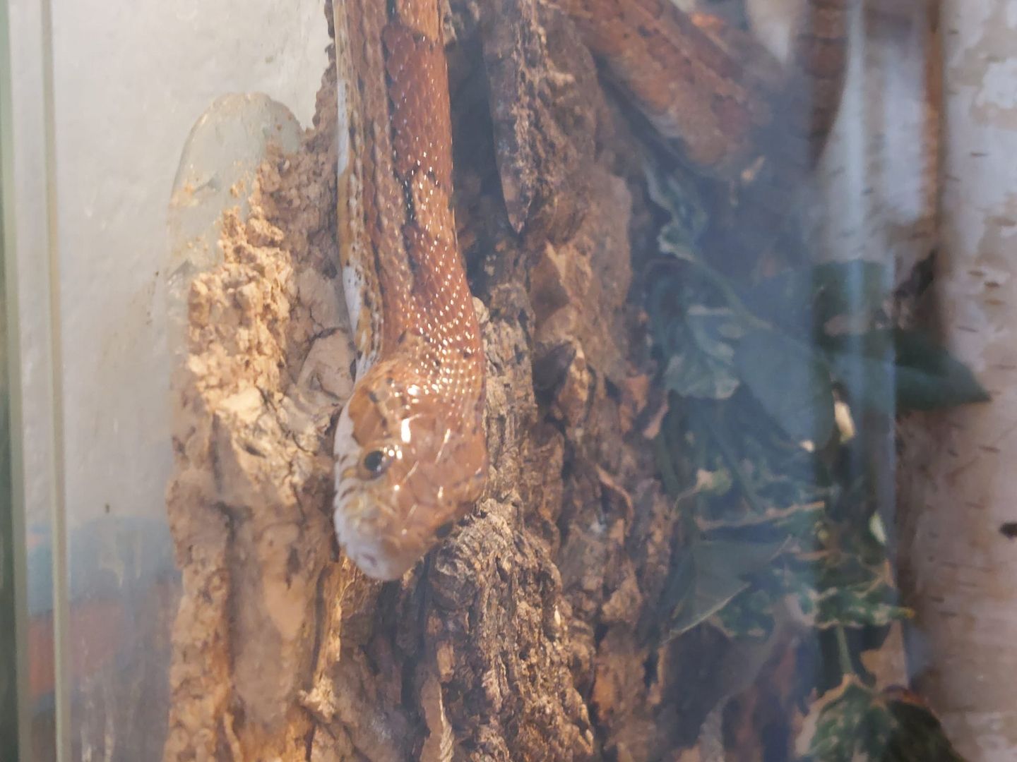 2 Kornnattern mit Terrarium