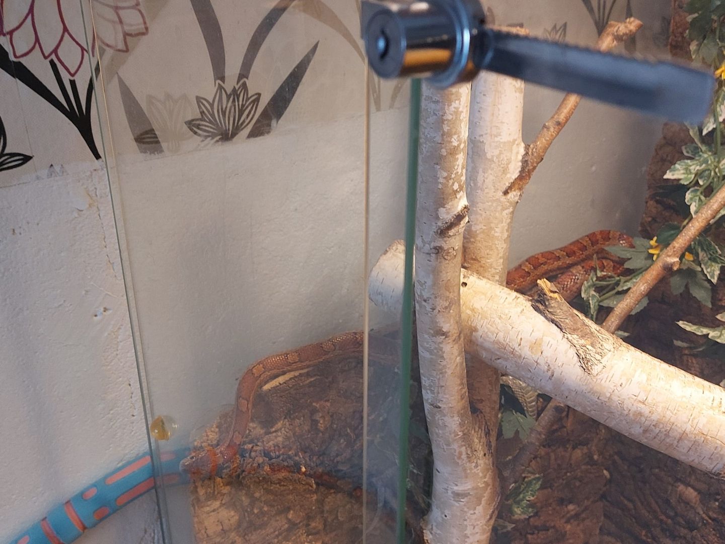 2 Kornnattern mit Terrarium