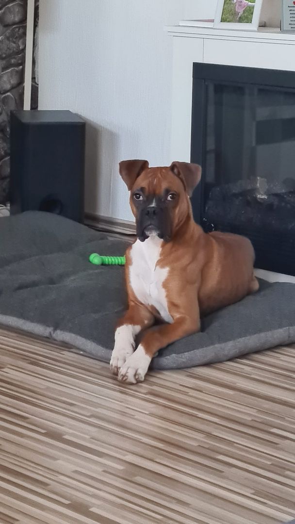 Liebevollen Boxer abzugeben