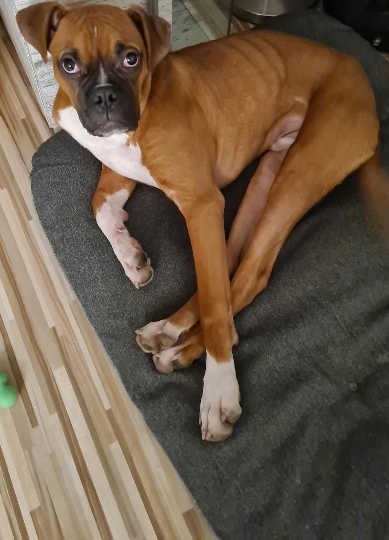 Liebevollen Boxer abzugeben