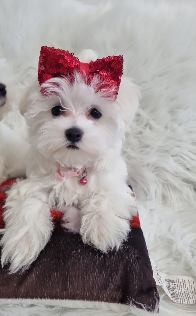 Süße Malteser Welpen