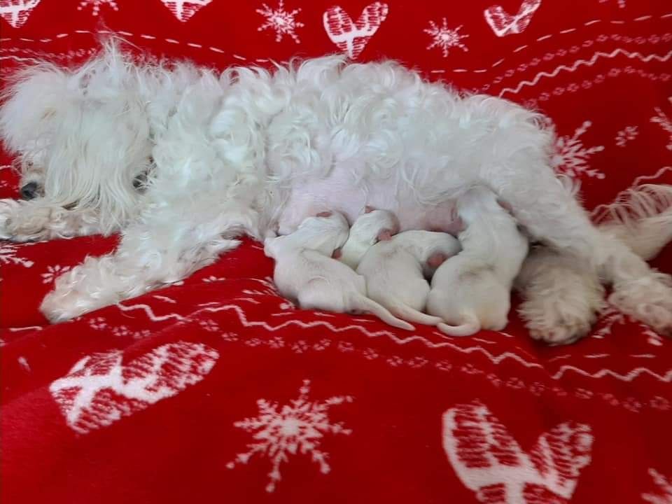 Süße Malteser Welpen