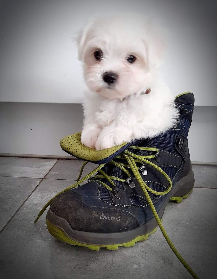 Süße Malteser Welpen