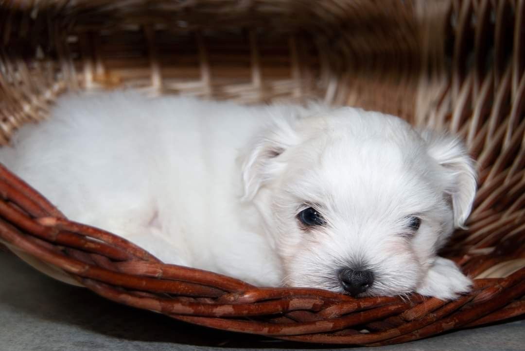 Süße Malteser Welpen