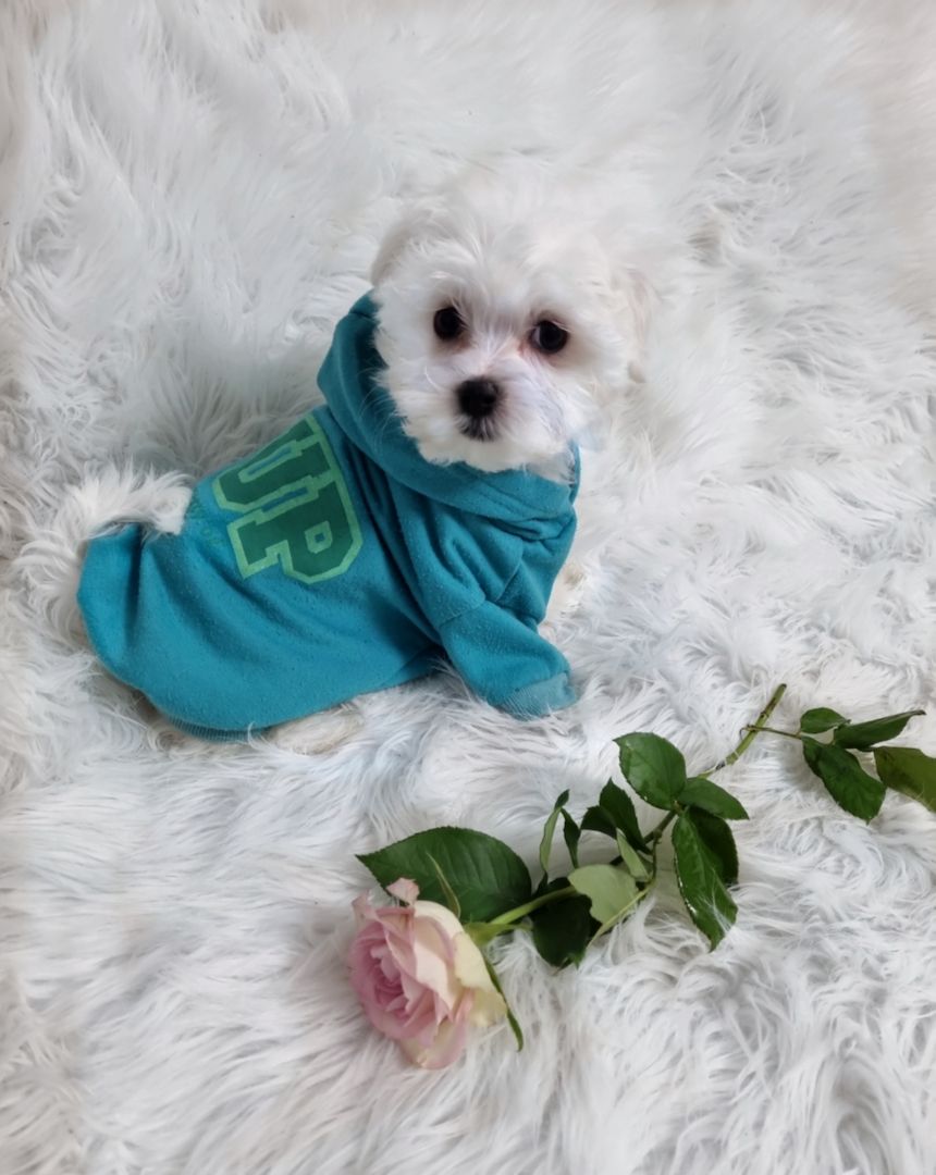 Süße Malteser Welpen