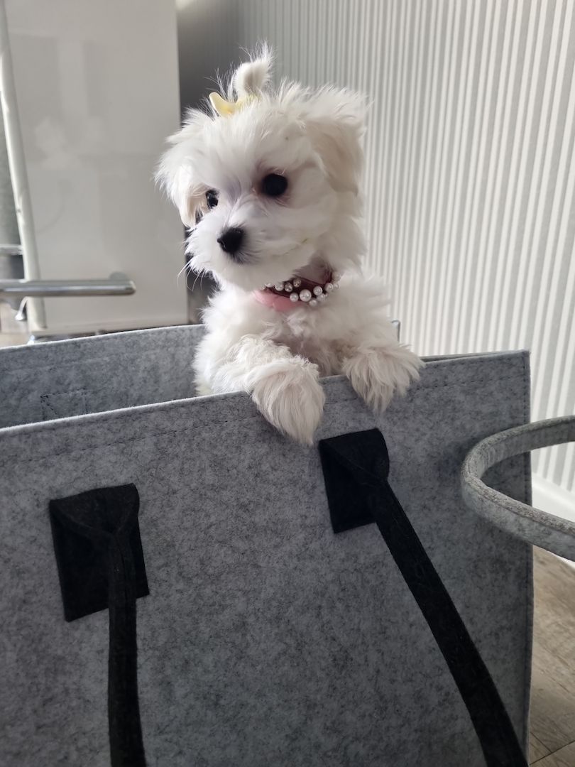 Süße Malteser Welpen