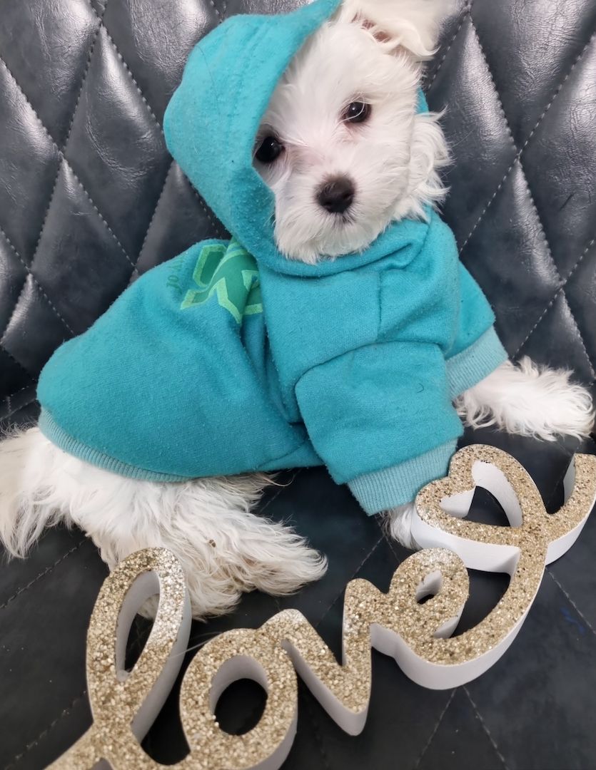 Süße Malteser Welpen