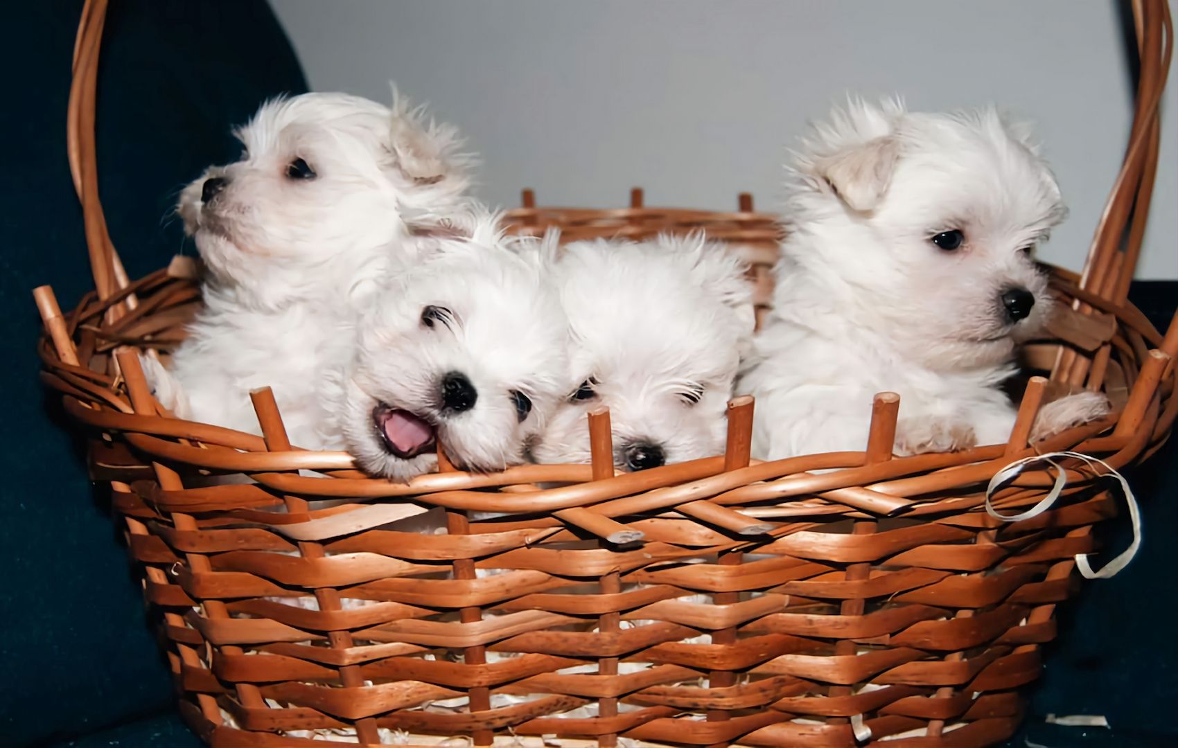 Süße Malteser Welpen