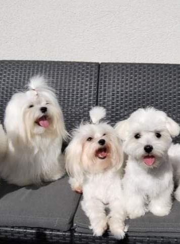 Süße Malteser Welpen