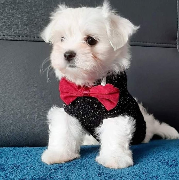 Süße Malteser Welpen