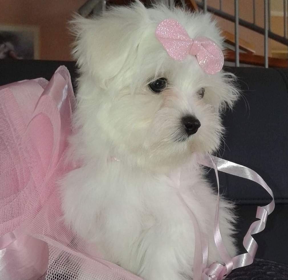 Süße Malteser Welpen