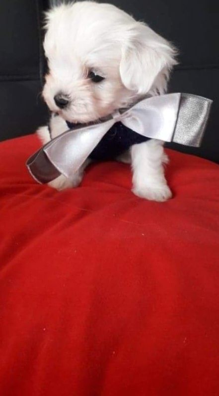 Süße Malteser Welpen