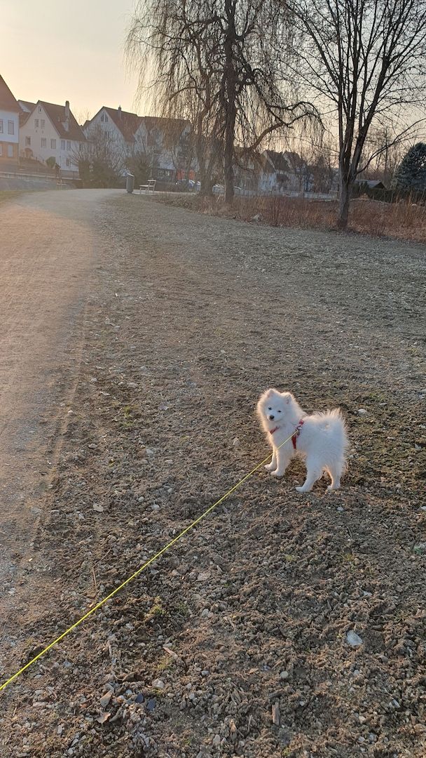 Welpe Loui - Deutscher Spitz Rüde