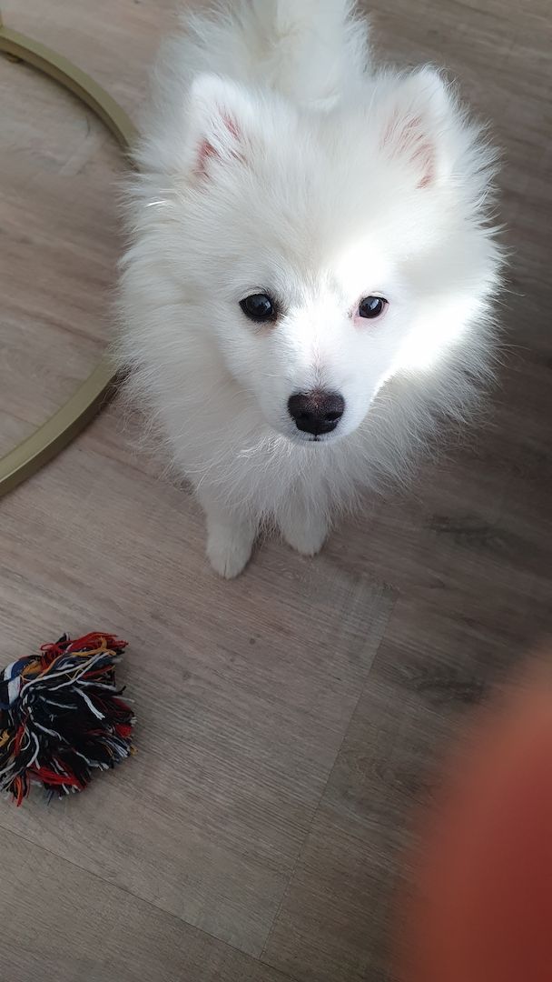 Welpe Loui - Deutscher Spitz Rüde